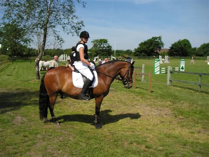 New Forest Texas (Solgt) - Venter på at komme på banen , stævne i Nejst . ( tjek lii den hals :P ) billede 2