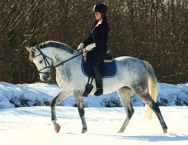 Hollandsk Sportspony V.P. Hestia - sidste ridetur på hestia. billede 20