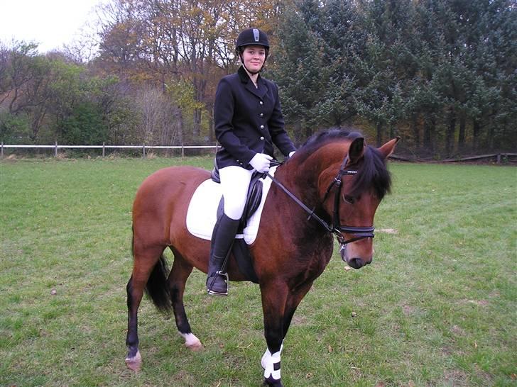 New Forest Texas (Solgt) - Til dressur stævne i Frederikshavn d 28-10-07 billede 3