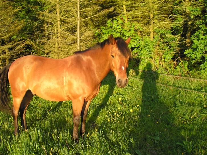 New Forest Texas (Solgt) - Fotomodellen ! billede 4