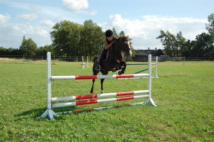 DSP Red Lady -  tidl. pony R.I.P :'( - Sommerhus 2009 - taget af Clara billede 10