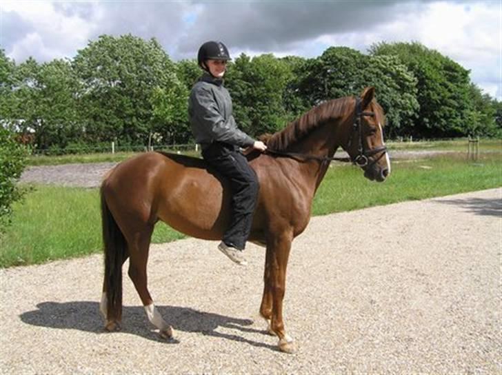 DSP Egehøjs Safir - Er lige klar til en tur uden sadel<3 Fotograf : Trine Andersen billede 5