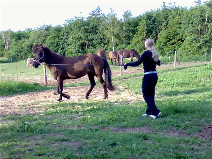 Islænder Freyja fra Sjørslev - En tur i longen billede 10