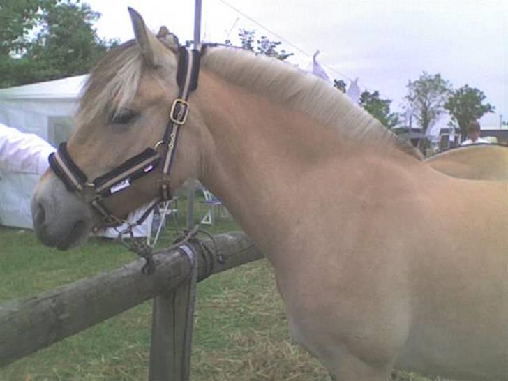 Fjordhest Majken - Min smukke Majken til Dyreskue billede 19