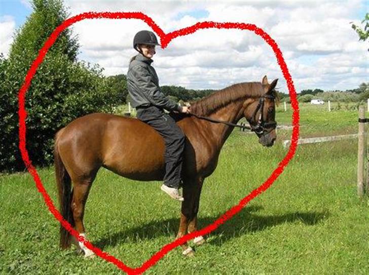 DSP Egehøjs Safir - Elsker den pony <33 billede 6