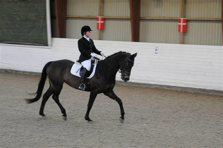 Dansk Varmblod Skovlunds Felicity billede 2