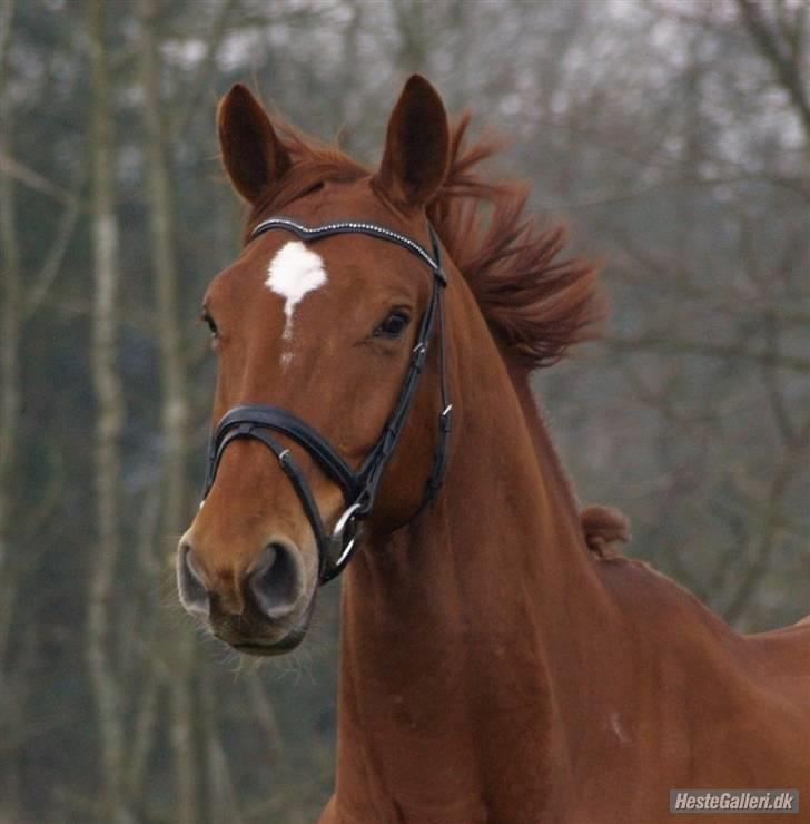 Palomino Jupiter Stauslykke - Hans smukke hovede <3 billede 18