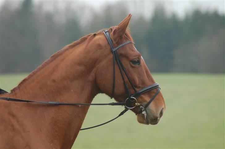 Palomino Jupiter Stauslykke - Elsker det her billede <3 min smukke lille pruhest :) billede 19