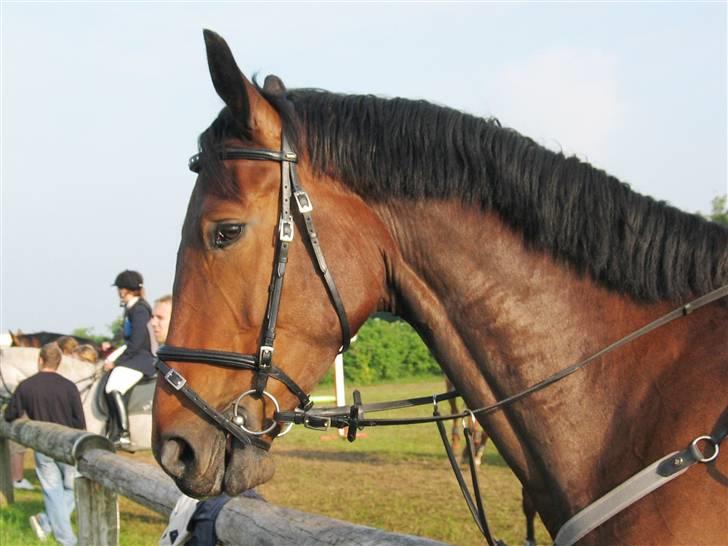 Holstener Lexington billede 4