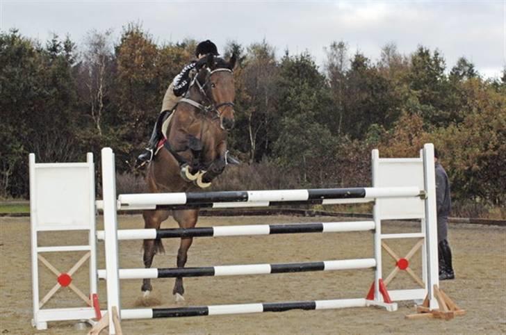 Holstener Lexington - 140 igen kom lidt tæt på. billede 7