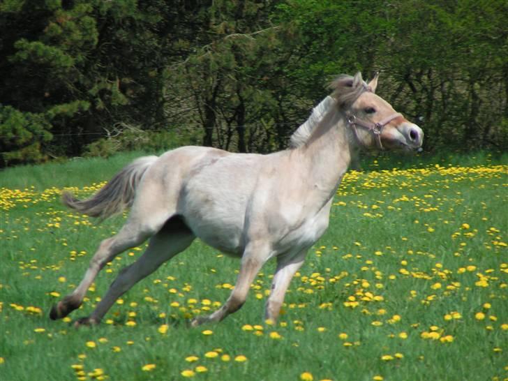 Fjordhest Thea Grace SOLGT - Jiiiiihaaaa! fang mig hvis I kan! billede 8