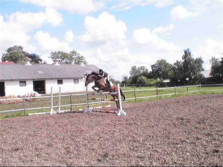 Holstener Lexington - første gang vi springer 125 :) han er bare genial :P billede 9