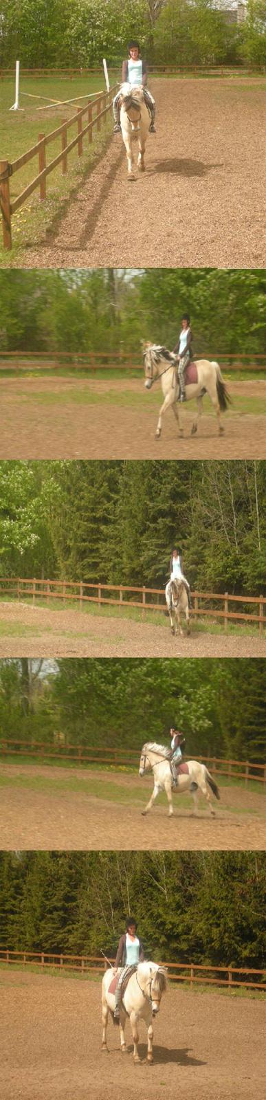 Fjordhest Claus - Gammel Part :'/ - Mig og Claus træner til vores Dressur stævne :D Vi fik en fjerde plads ;) [Fotograf: Julie] billede 15