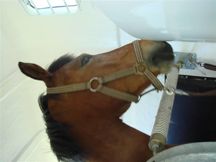 DSP Bally - så er hestene læsset, og vi er på vej hjem. (Hippoaden 2007) billede 13