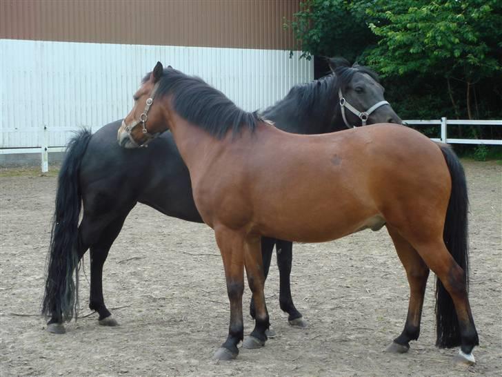 DSP Bally - Mine to dejlige ponyer gnubber. De er vidunderlige<3 (27/6-07) billede 14