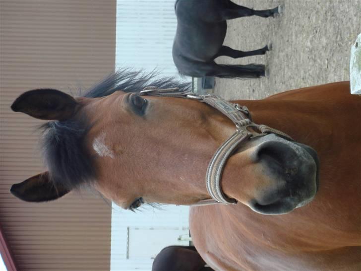 DSP Bally - Hvad laver du? Bally er meget nysgerrig. (27/6-07) billede 15