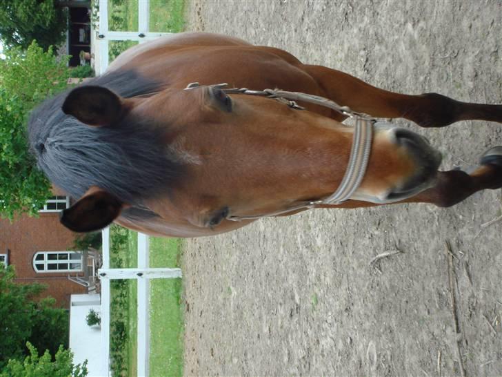 DSP Bally - Bally på vores jordfold udenfor huset. (27/6-07) billede 16