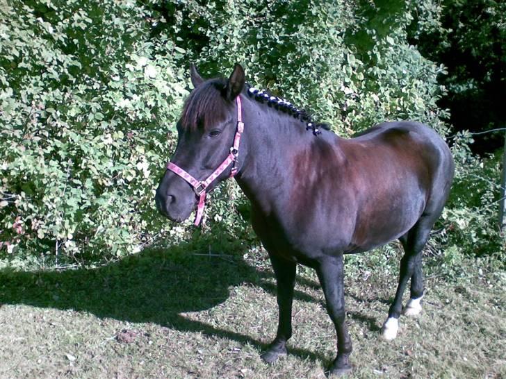 New Forest Olympic Concorde - elsker bare den pony... her har vi lige været til stævne billede 14
