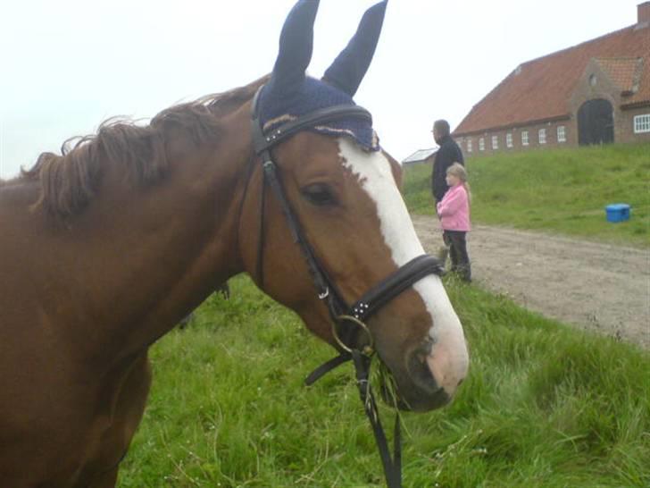 Hannoveraner Wenezia billede 13