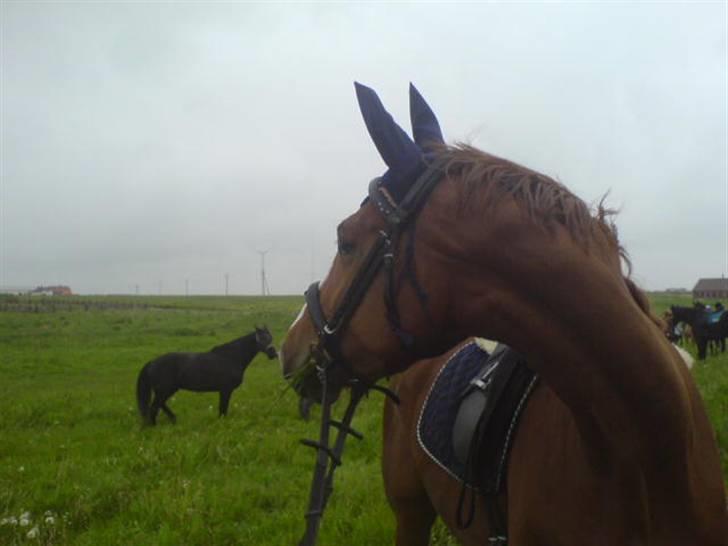 Hannoveraner Wenezia billede 14