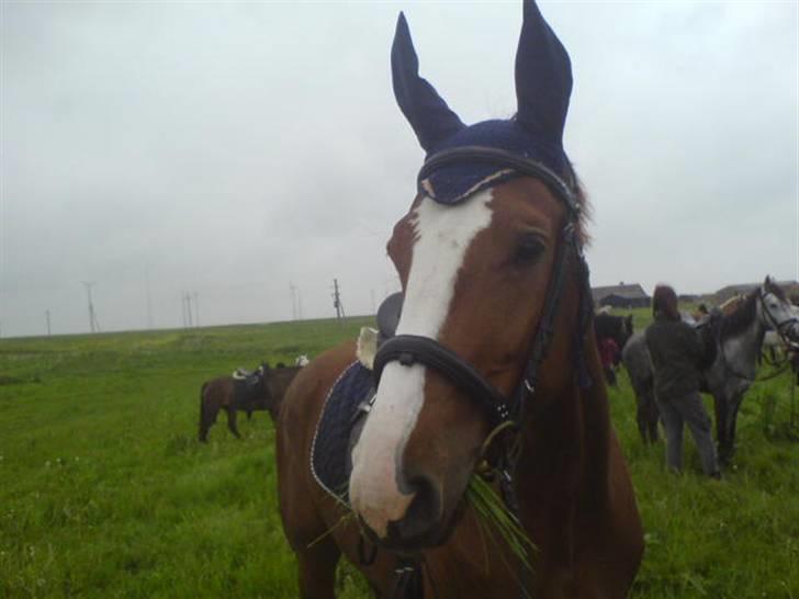 Hannoveraner Wenezia billede 15