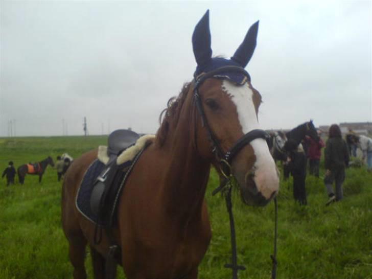 Hannoveraner Wenezia billede 16