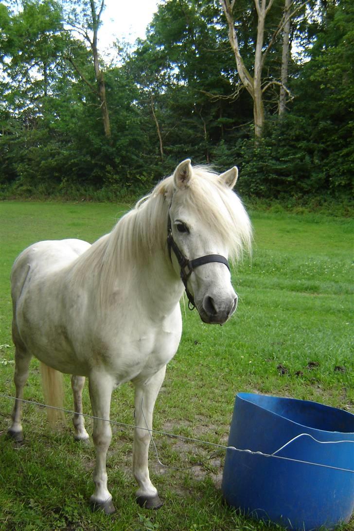 Anden særlig race Sasja R.I.P. billede 1