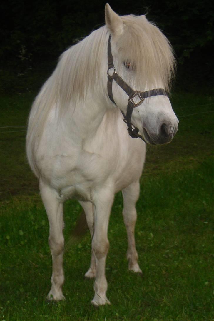 Anden særlig race Sasja R.I.P. billede 2