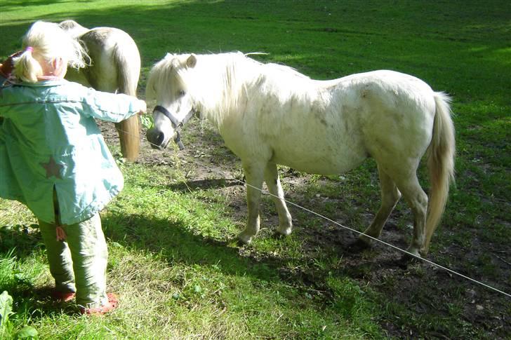 Anden særlig race Sasja R.I.P. billede 3