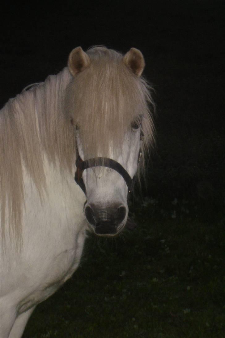 Anden særlig race Sasja R.I.P. billede 4