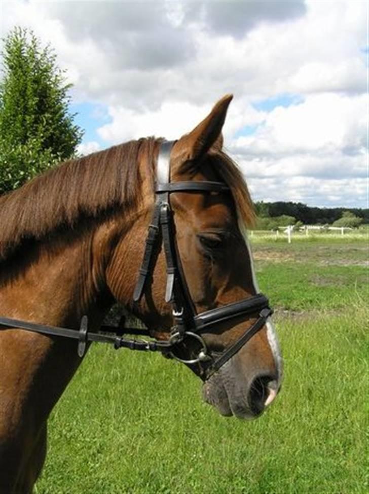 DSP Egehøjs Safir - Et billed af det smukke hoved ;p <3 Fotograf : Trine Andersen billede 7