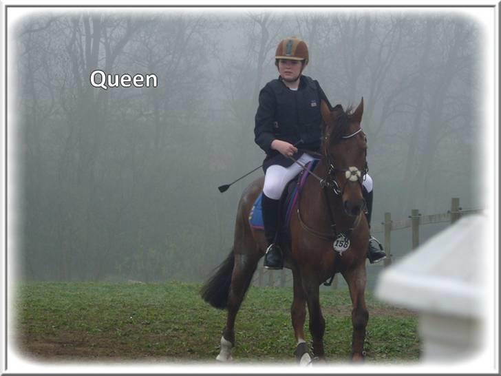 Anden særlig race | Queen | - ¤* 1 *¤ - Queen og Lonnie til stævne. Opvarmning. Foto: Mig billede 1