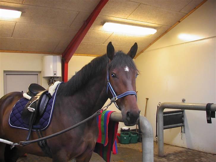 Anden særlig race Malou (SOLGT) R.I.P. <3 - Malou på CEU 07 billede 10