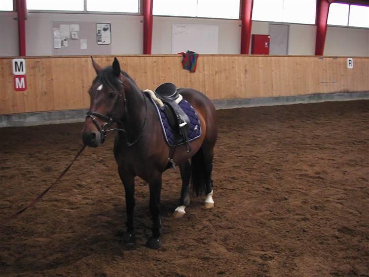 Anden særlig race Malou (SOLGT) R.I.P. <3 - Malou på CEU  07 billede 11