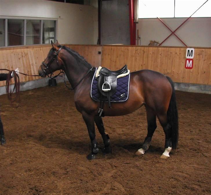 Anden særlig race Malou (SOLGT) R.I.P. <3 - Malou i ridehallen 07 billede 12