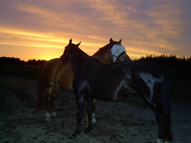 Anden særlig race Faith - Aften hygge billede 6