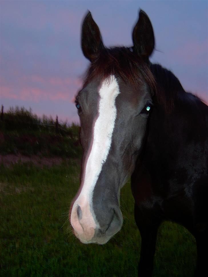 Anden særlig race Faith - I love you billede 7