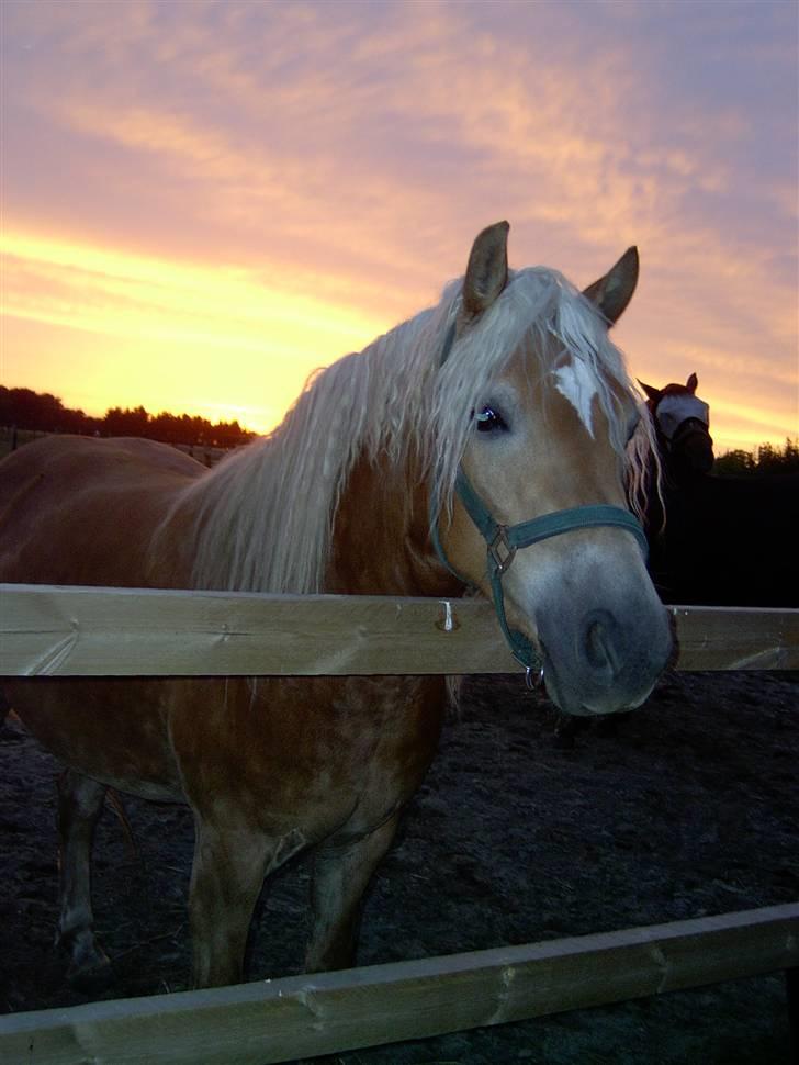 Tyroler Haflinger Miranka - Aften billede.... billede 8