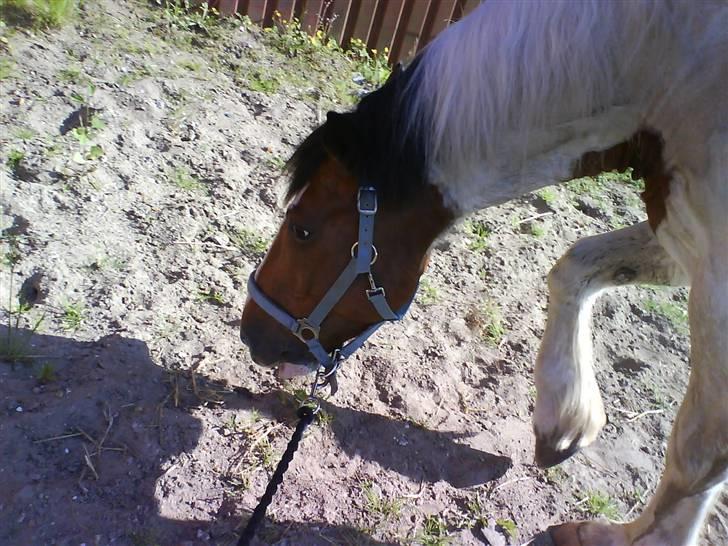 Tinker Jason*DENGANG* - Heer vi på vej´ ufd till folden :D billede 2