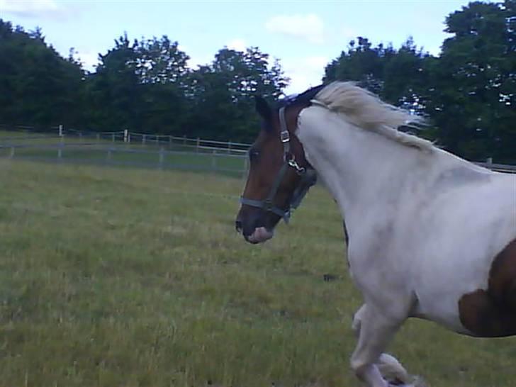 Tinker Jason*DENGANG* - En galop på folden :P billede 5