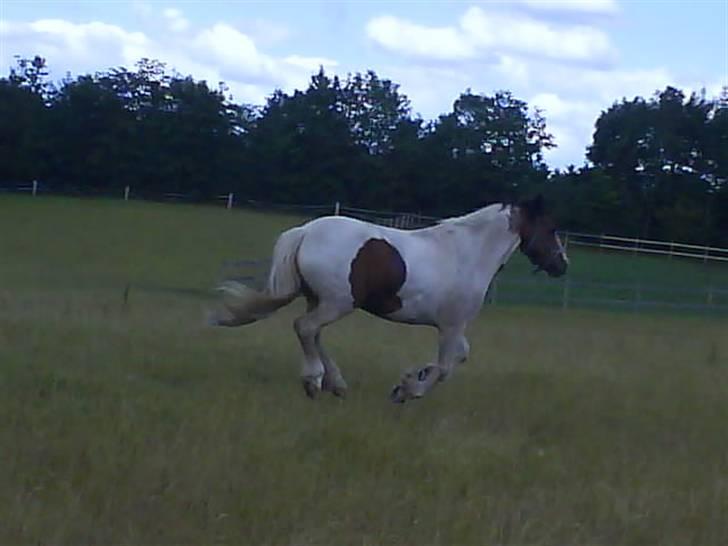 Tinker Jason*DENGANG* - En tur pp folden i galopppP!" billede 6