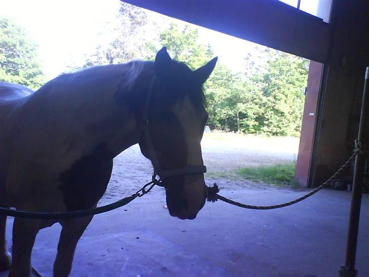 Tinker Jason*DENGANG* - Stalden :P ! billede 7