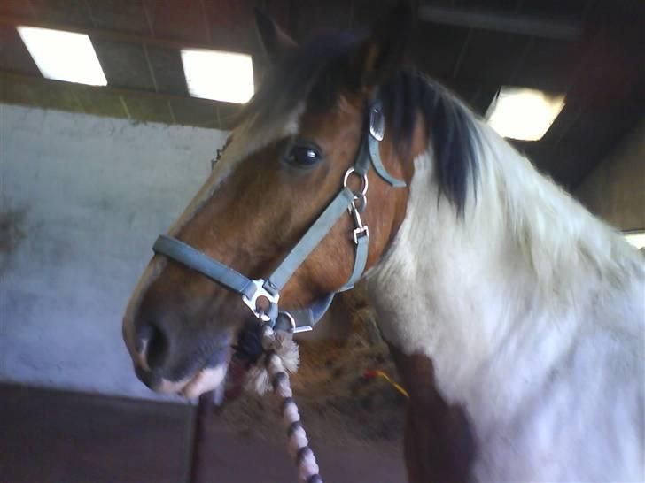 Tinker Jason*DENGANG* - HVORNÅR SKAL JEG UD AT RIDE :S Hmmmm <3 billede 8