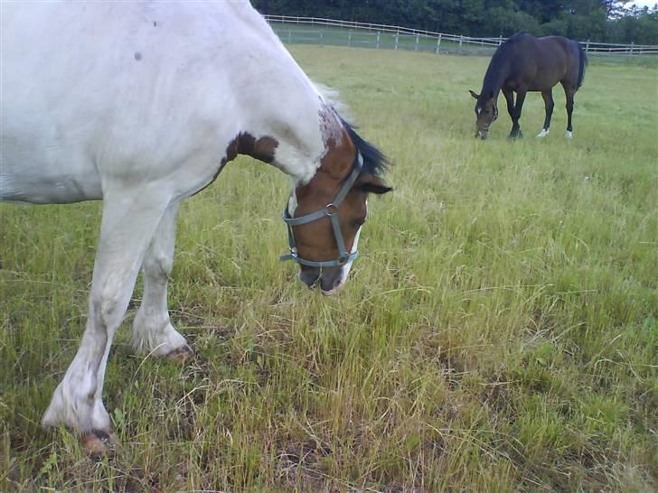 Tinker Jason*DENGANG* - GRÆS!!! HAN ELSKER DET ;S billede 10