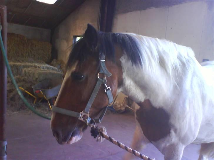 Tinker Jason*DENGANG* - Hahaha ;O Du såååå kær babz <3 billede 11