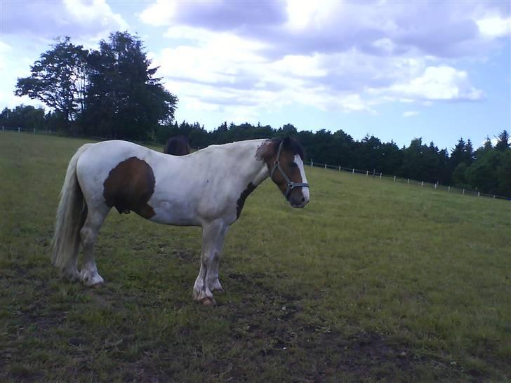 Tinker Jason*DENGANG* - Stå stille :P Jeps billede 15