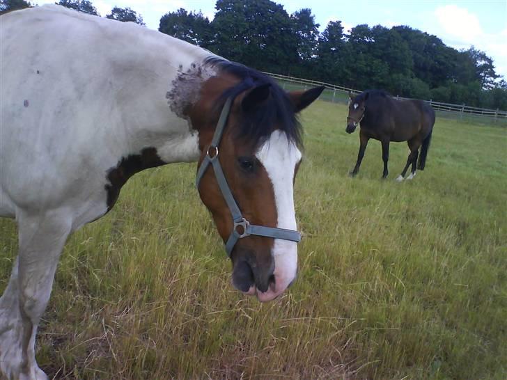 Tinker Jason*DENGANG* - Jg vil have MAD billede 16