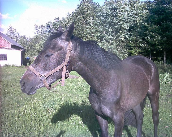 DSP Ally Divine - "Kan man ikke får lov at sove i fred" billede 5