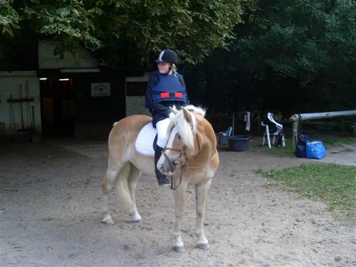 Haflinger Anker Kyhnæb - SImone & Anker billede 6