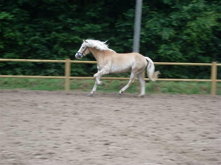 Haflinger Anker Kyhnæb - lidt løs på banen:) billede 7